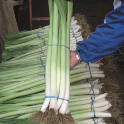 Por Lincoln 10 tyś nasion ZW ST